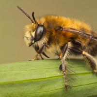 Hairy Footed Flower Bee 2 